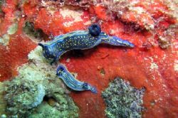 Two nudibranchs “grazing “ on sponges. The nudibranchs ar... by David Abecasis 
